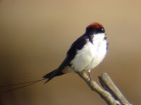 wire-tailed swallow_00.JPG