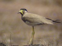 yello-wattled lapwing_00.JPG