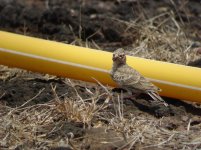 baby finch-lark_00.JPG