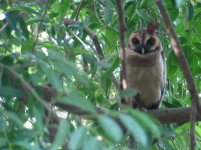 brown wood owl_00.JPG