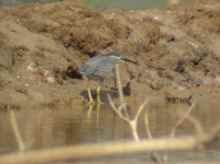 green heron_00.JPG