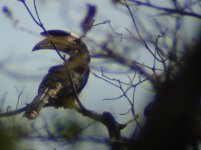 malabar pied hornbill_00.JPG