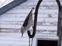 Nuthatch 10.JPG