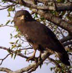 A one-eyed Baudouin's Snake-Eagle.jpg