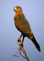 Grasshopper Buzzard, juvenile.jpg