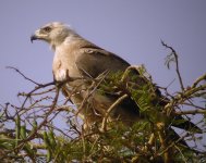 Tawny Eagle, immature.jpg