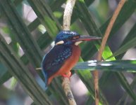 Blue-eared Kingfisher Tamdi Surla 161105 (3).jpg