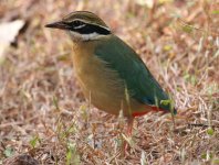 Indian Pitta.jpg