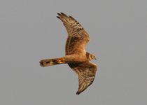 Pallid Harrier Divar 141105 (2).jpg