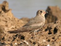 Oriental Pratincole Divar 141105 (7).jpg