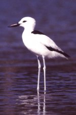 Crab Plover.jpg