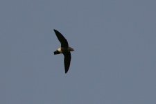 Mottled-Spinetail.jpg