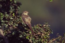 Prinia.jpg