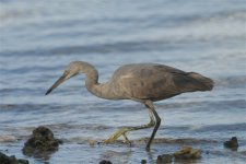 Eastern Reef Egret grey morph CRW_4518.jpg