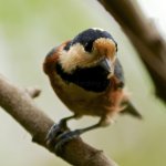 Varied-Tits-5web-XL.jpg