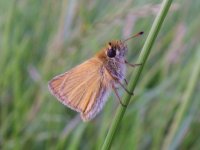 Essex Skipper Coney Meadow.JPG