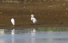 Intermediate Egret.jpg