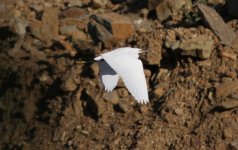 Little Egret.jpg