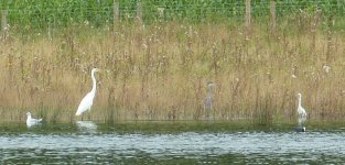 egrets_heron_grimley_1crlg.jpg