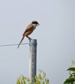 long tailed shrike IMG_4525.jpg