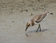 greater sandplover crab sx40hs IMG_4662.jpg