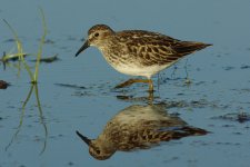 Least-Sandpiper.jpg