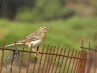 Interesting Pipit.jpg