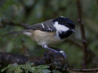 Coal Tit_MG_9668.jpg