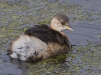 Little Grebe_G9A4728.jpg