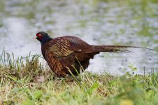 Pheasant_MG_9824.jpg