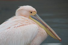 White Pelican za 1.jpg