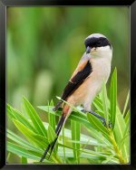 Long-Tailed-Shrike-X2.jpg