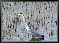 Grey-Heron-L.jpg