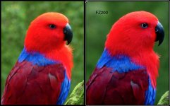 eclectus parrot (F).jpg