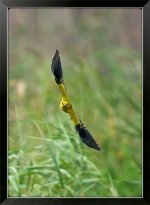 Black-Naped-Oriole-male-XL.jpg