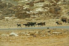 goats muscat nex7 raw_DSC2916.jpg