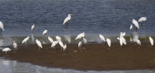 Egrets.jpg