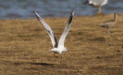 Saunders's Gull.jpg