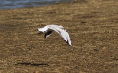 Saunders's Gull 2.jpg