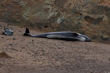 2012_09_03_Firth_of_Forth_Pilot_Whale_dead (1) (640x427).jpg