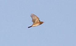 Olive-backed Pipit.jpg