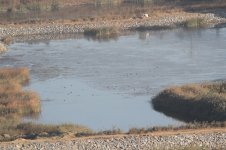 ponds - mostly coots.jpg