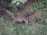 badgers 010.jpg