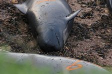 2012_09_03_Firth_of_Forth_Pilot_Whale_dead (4) (640x427).jpg