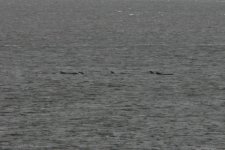 2012_09_05_Firth_of_Forth_Lon_finned_Pilot_Whale (13) (780x520).jpg