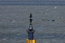 2012_09_05_Firth_of_Forth_Lon_finned_Pilot_Whale (18) (780x520).jpg