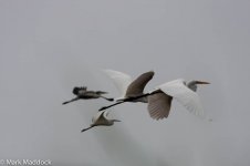 2647_Egrets & Heron.jpg