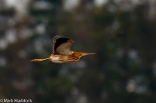 2715_Yellow Bittern.jpg