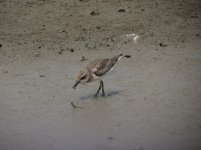 greater sandplover crab orig IMG_4666.jpg