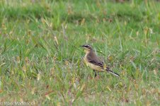 2742_Eastern Yellow Wagtail.jpg